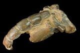 Fossil Mud Lobster (Thalassina) - Australia #141037-3
